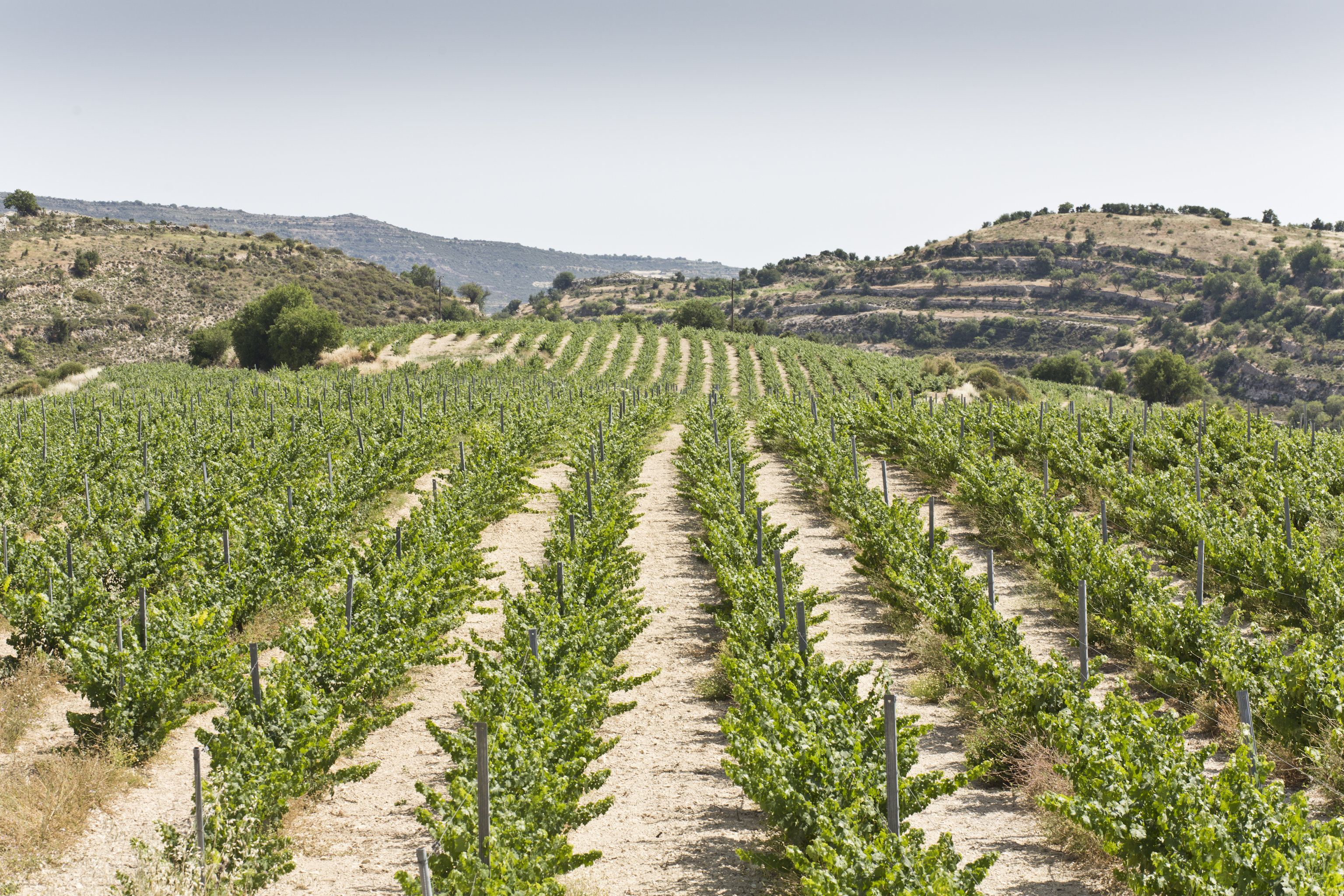Mallia Winery