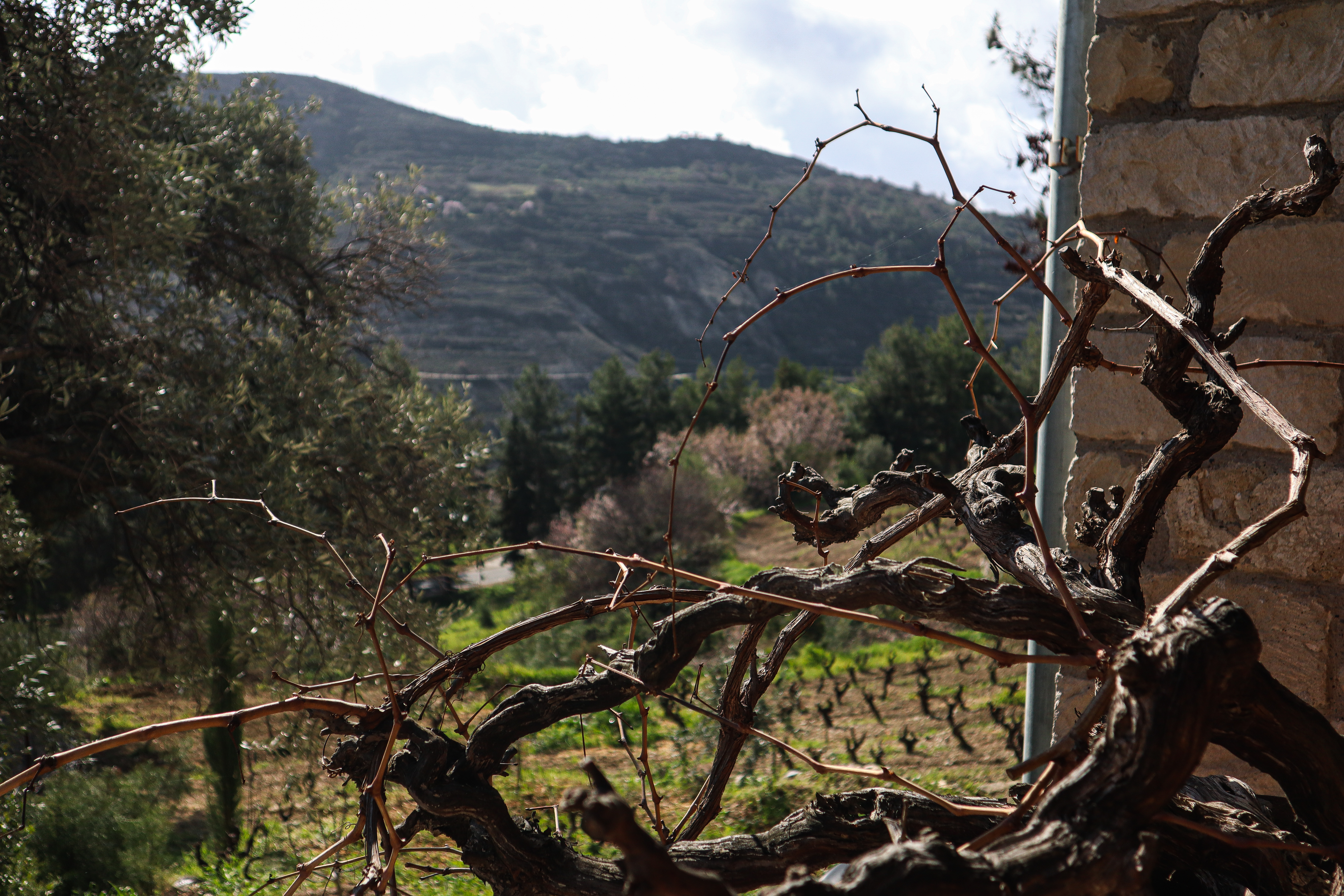 Ayia Mavri Winery
